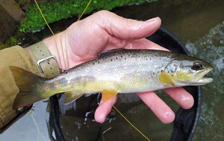 Small but acceptable trout